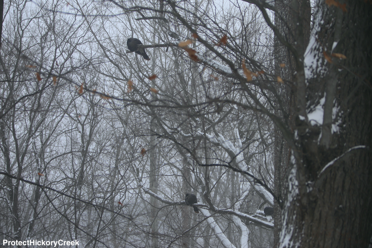 Hickory Creek Turkeys